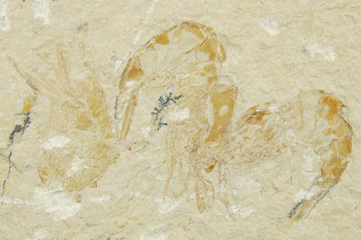 Three Cretaceous Fossil Shrimp - Lebanon #375800